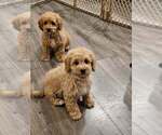 Small #5 Cavapoo (Miniature)