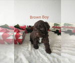 Small Photo #7 Portuguese Water Dog Puppy For Sale in PARMA, ID, USA