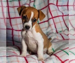 Jack Russell Terrier Puppy for sale in EAST EARL, PA, USA