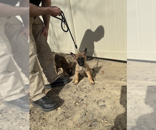 Medium Photo #19 German Malinois Puppy For Sale in GARLAND, NC, USA