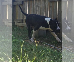 Sampson - Male American Staffordshire Terrier-Unknown Mix Dog for Adoption - Photo #8