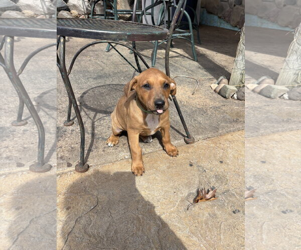 Medium Photo #4 Doberman Pinscher-Unknown Mix Puppy For Sale in Minneaoplis, MN, USA