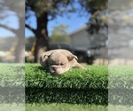 Small #1 English Bulldog