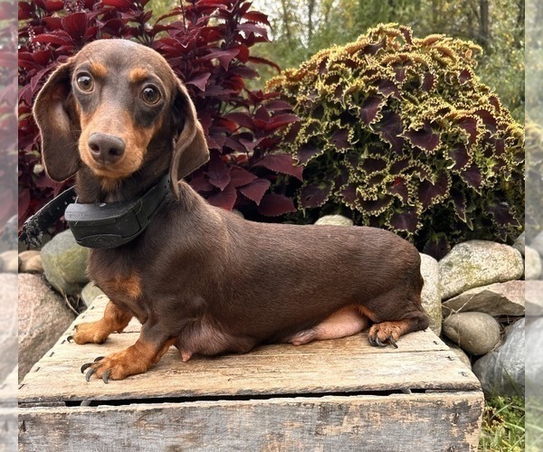 Medium Photo #1 Dachshund Puppy For Sale in MIDDLEBURY, IN, USA