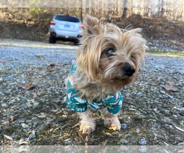 Medium Photo #3 Mutt Puppy For Sale in Brewster, NY, USA