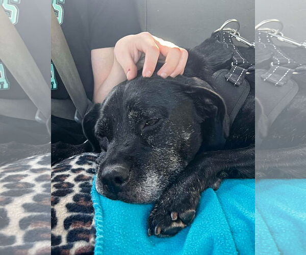 Medium Photo #40 Boxer-Unknown Mix Puppy For Sale in Mount Laurel, NJ, USA