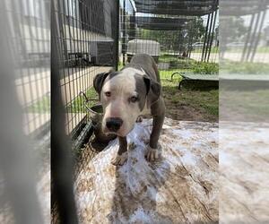 American Staffordshire Terrier-Unknown Mix Dogs for adoption in Waco, TX, USA