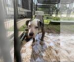 Small American Staffordshire Terrier Mix