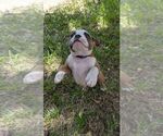 Small #7 Olde English Bulldogge