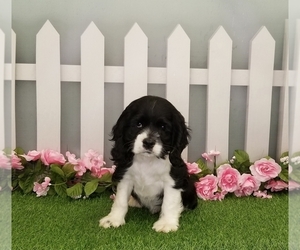 Medium Cocker Spaniel