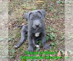 American Pit Bull Terrier Puppy for sale in DELAWARE, OH, USA