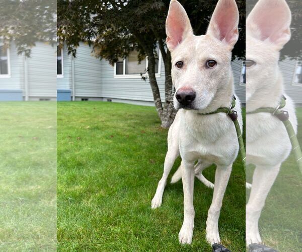 Medium Photo #3 Boxer-Unknown Mix Puppy For Sale in Tacoma, WA, USA