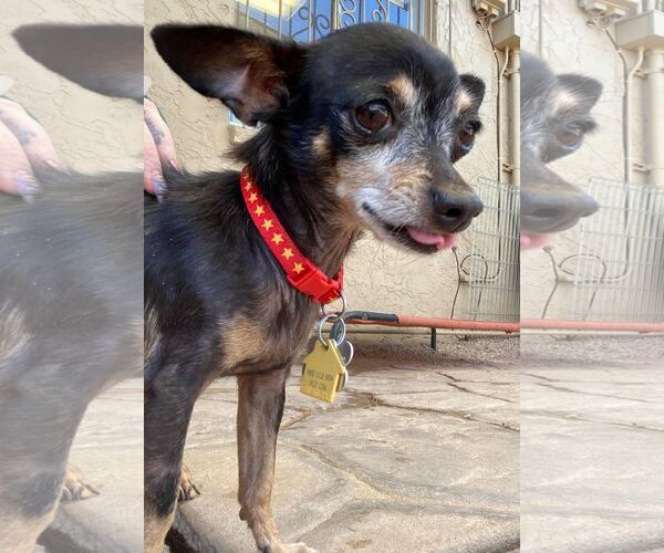 Medium Photo #9 Chihuahua-Unknown Mix Puppy For Sale in Tempe , AZ, USA