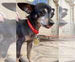 Small #8 Chihuahua Mix