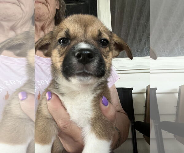 Medium Photo #3 Cojack Puppy For Sale in MIDWAY, UT, USA