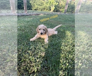 Goldendoodle Puppy for Sale in BLAKESBURG, Iowa USA