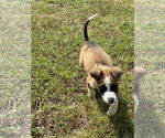 Small Mutt
