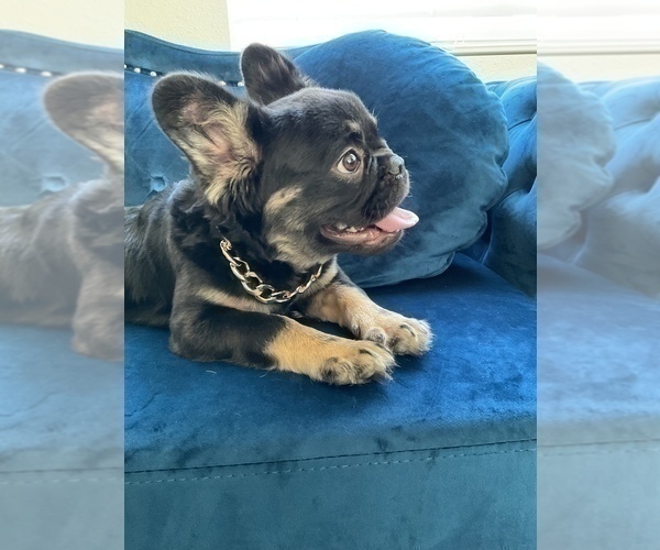 Medium Photo #7 French Bulldog Puppy For Sale in CALABASAS, CA, USA