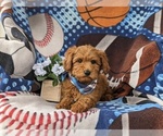 Small Photo #7 Goldendoodle (Miniature) Puppy For Sale in STEVENS, PA, USA