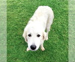 Small #1 Great Pyrenees Mix
