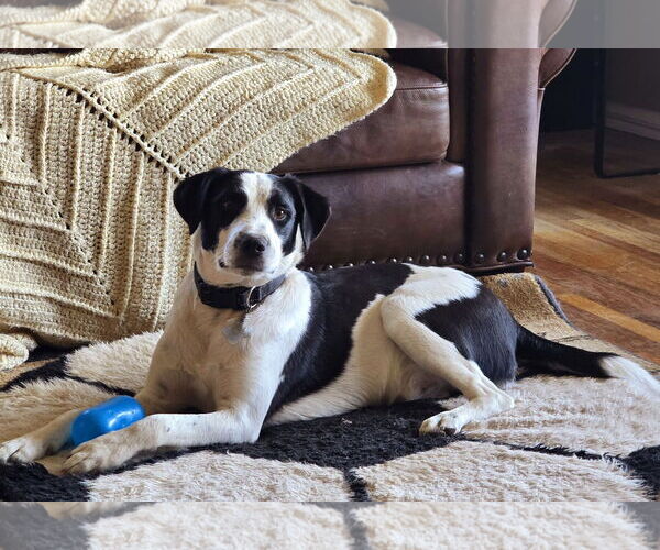 Medium Photo #19 Collie-Unknown Mix Puppy For Sale in Sandy, UT, USA