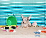 Puppy Yu Chihuahua