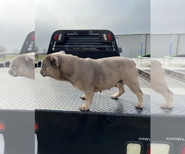 Medium Photo #2 French Bulldog Puppy For Sale in DENTON, TX, USA