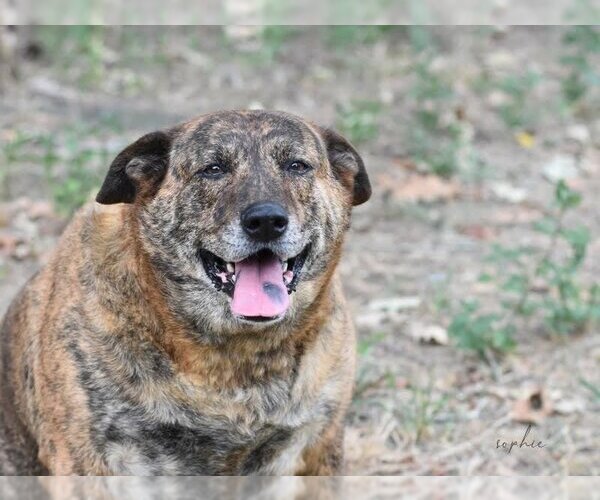 Medium Photo #3 Plott Hound-Unknown Mix Puppy For Sale in Brewster, NY, USA