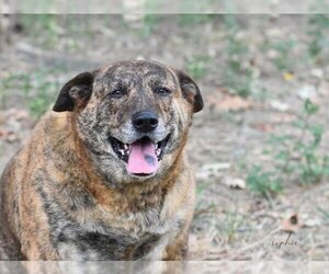 Sophie Rose (Trinity) - Female Plott Hound-Unknown Mix Dog for Adoption - Photo #3
