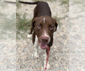 Labrador Retriever-Unknown Mix Dogs for adoption in Augusta, GA, USA