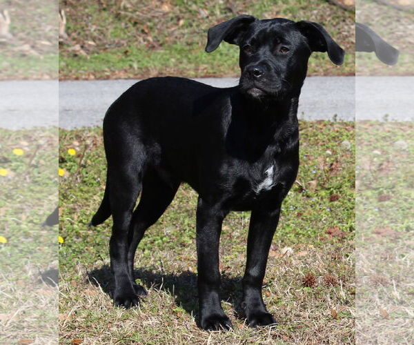 Medium Photo #1 Boxer-Unknown Mix Puppy For Sale in Prattville, AL, USA