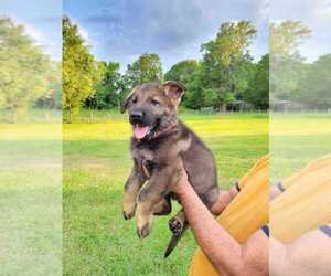 German Shepherd Dog Puppy for Sale in PLANT CITY, Florida USA