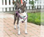 Small #3 Boston Terrier Mix