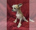 Small Photo #12 Chinese Crested Puppy For Sale in LAKELAND, FL, USA