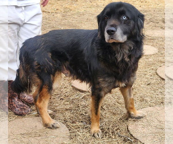 Medium Photo #1 Australian Shepherd-Unknown Mix Puppy For Sale in Wetumpka, AL, USA