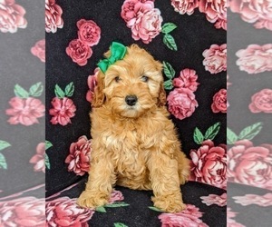 Cocker Spaniel-Poodle (Miniature) Mix Puppy for sale in NEW PROVIDENCE, PA, USA
