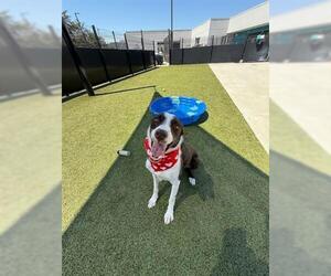 Border Collie-Unknown Mix Dogs for adoption in San Martin, CA, USA