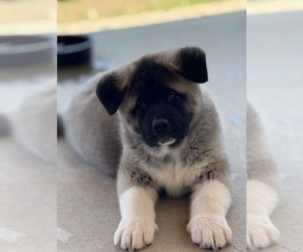 Medium Photo #6 Akita Puppy For Sale in TEHACHAPI, CA, USA