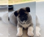 Small #5 Akita