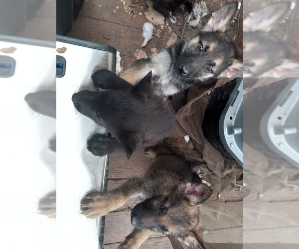 Medium Photo #4 German Shepherd Dog Puppy For Sale in GRANDVIEW, MO, USA