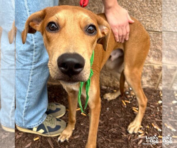 Medium Photo #5 Labrador Retriever-Unknown Mix Puppy For Sale in Washington, DC, USA