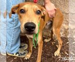 Small #4 Labrador Retriever Mix