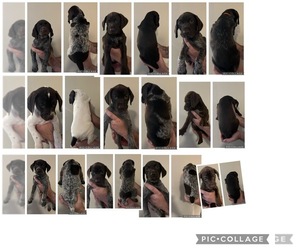 German Shorthaired Pointer Puppy for sale in MARQUETTE HEIGHTS, IL, USA