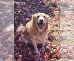 Small #2 Golden Retriever
