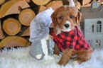 Small Photo #2 Doodle-Goldendoodle Mix Puppy For Sale in HONEY BROOK, PA, USA