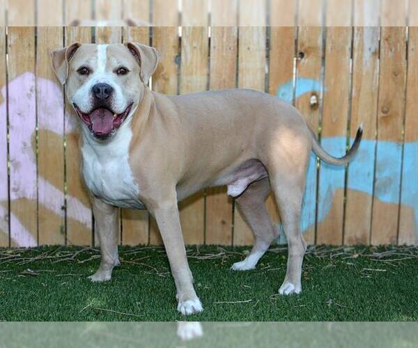 Medium Photo #1 Mutt Puppy For Sale in West Valley, UT, USA