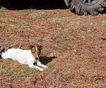 Small Photo #1 Jack Russell Terrier Puppy For Sale in JASPER, FL, USA