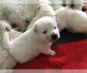 Chow Chow Puppy for sale in DAYTON, OH, USA