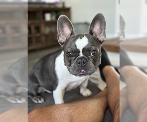 French Bulldog Puppy for sale in GODLEY, TX, USA