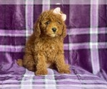 Small #11 Poodle (Miniature)